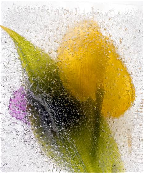 Ice_flowers__7