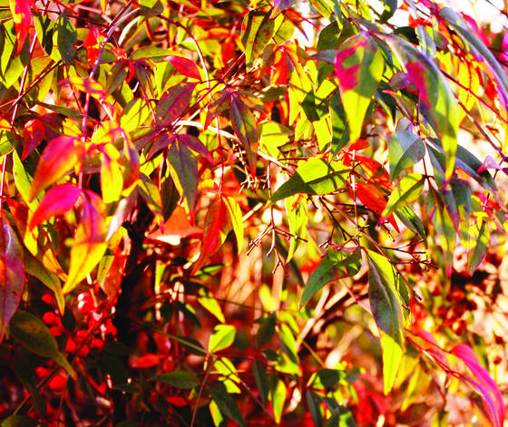 Autumn_palette