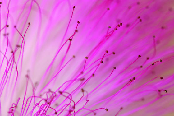 Fragility