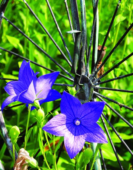 Bicycle_entwined