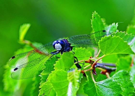 Dragonfly