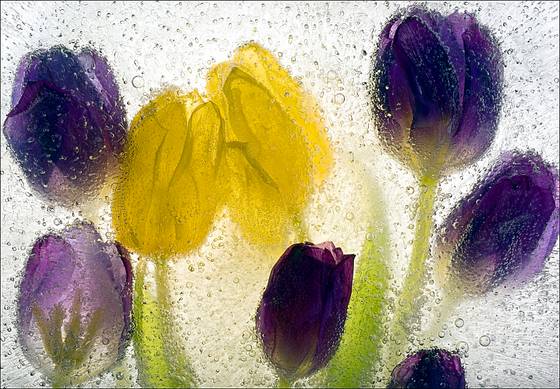 Ice_tulips