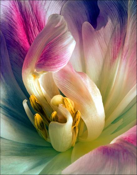 Tulips__22