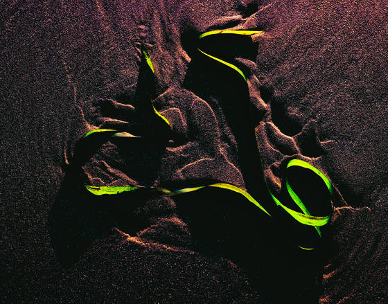 Eel_grass