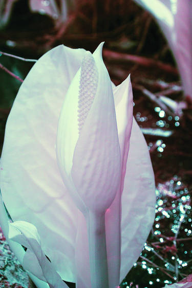 Untitled_1