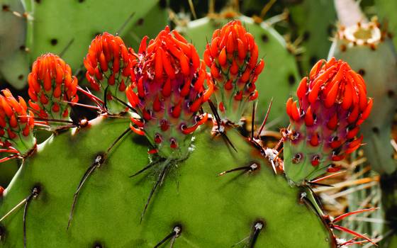 Cactus_bud_1