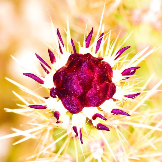 Cactus_bud_2