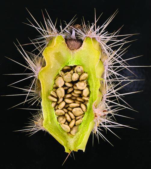 Cactus_fruit_1