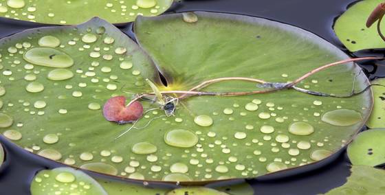 Lily_and_stem