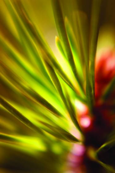 Pine_needles