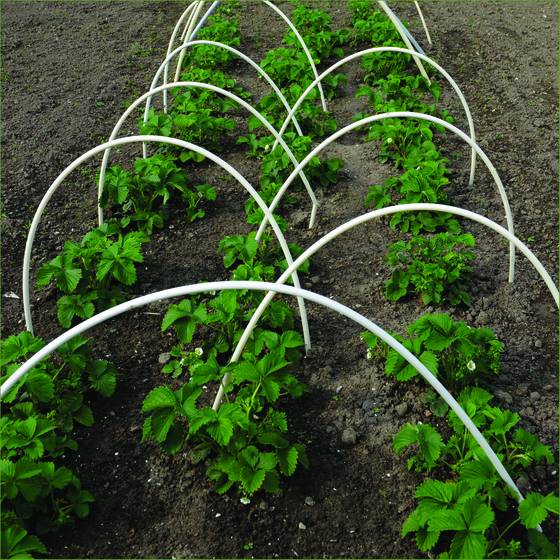 Garden_9