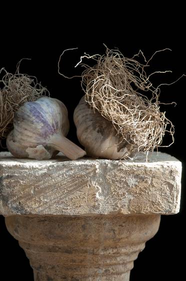 Garlic