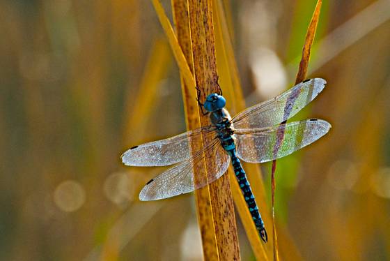 Transparent_dragonfly