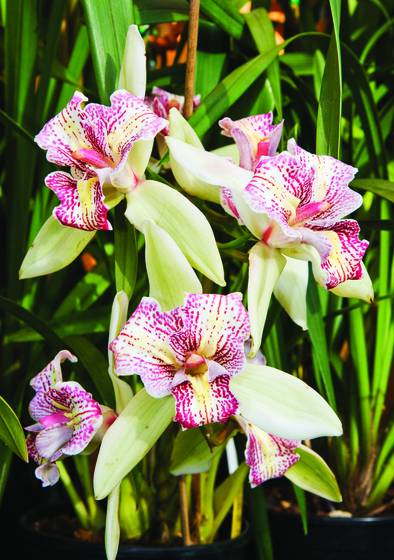 Cymbidium_orchid_flaming_3_lip