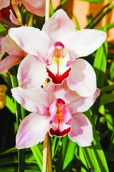 Cymbidium_orchid_helen_tangcay_passion