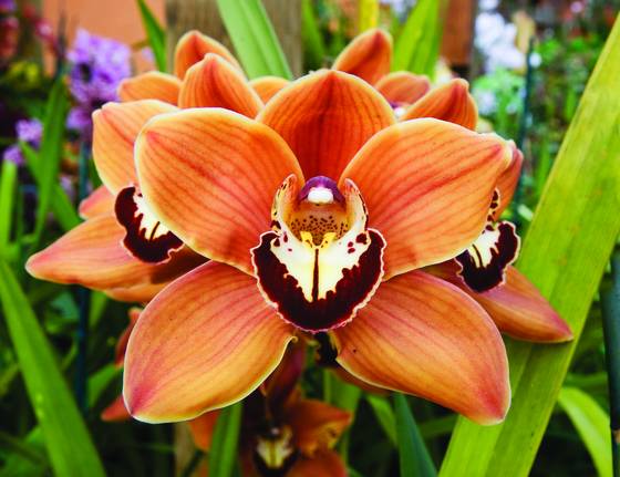 Cymbidium_orchid_mighty_sunset_roxbury_red