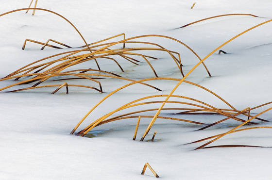 Cattails