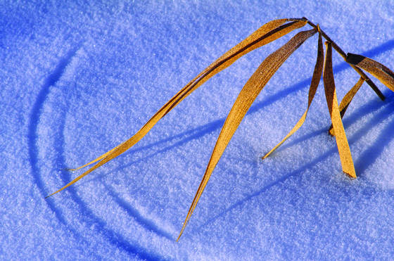Grass