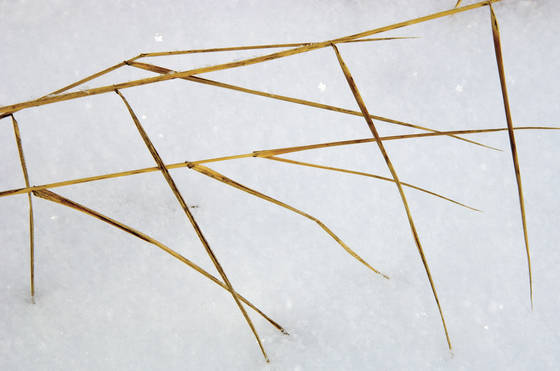 Grasses_2
