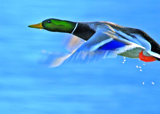 Male_mallard