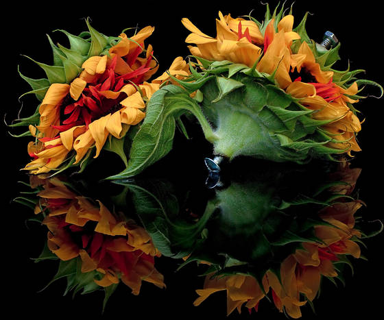 Flower_galactica
