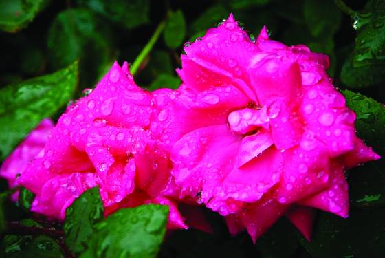 Flower_03