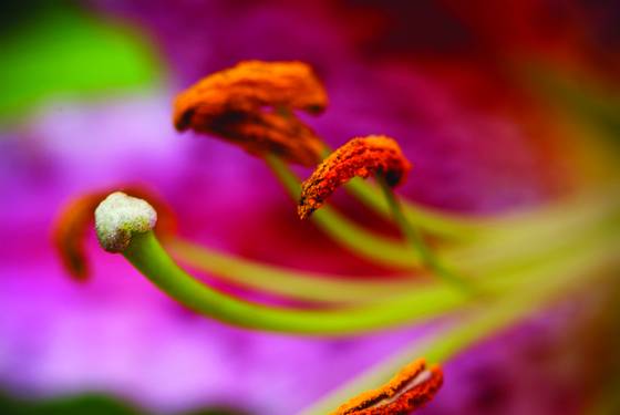 Flower_04