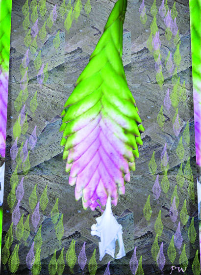 Tropical_flower_nine