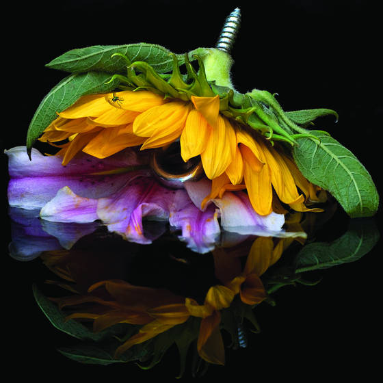 Flower_with_fly