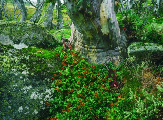 Storm_trees_1