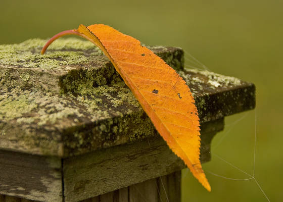 Fall