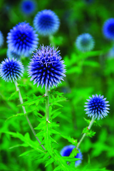 Globe_thistle