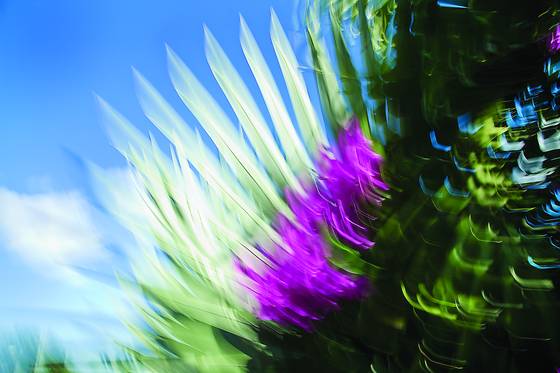 Colors_of_my_garden_11