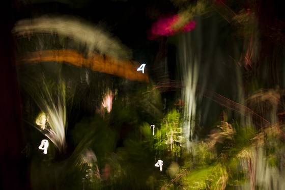 Colors_of_my_garden_12