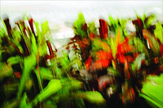 Colors_of_my_garden_3