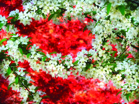 Cherry_blossom_festival