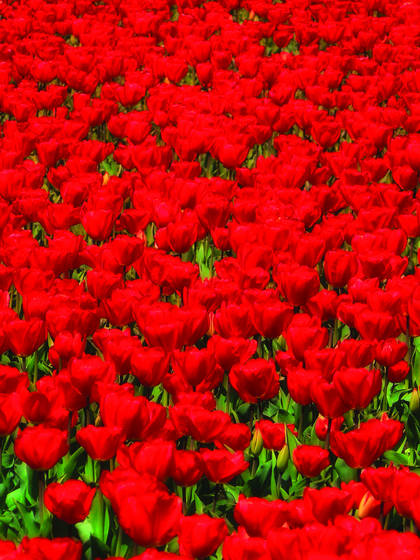 Tulips_mall_series