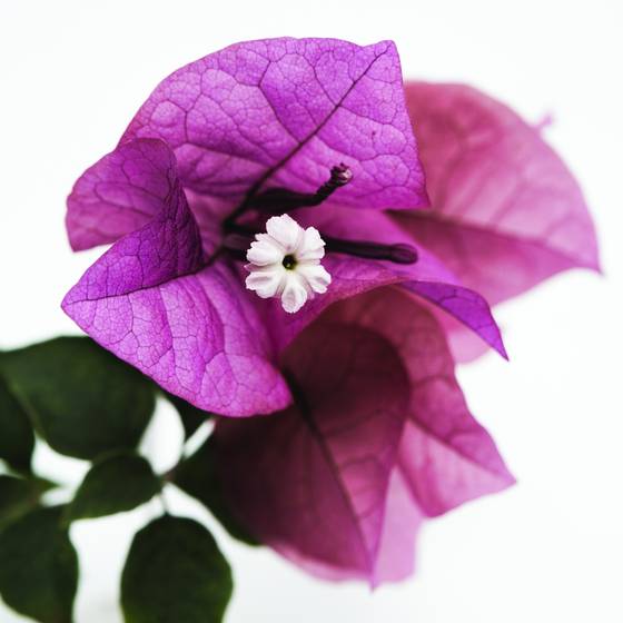 Bougainvillea_01