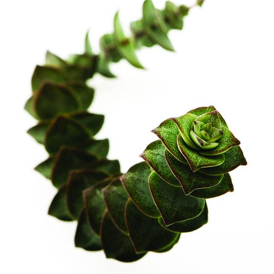 Crassula_02
