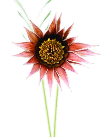 Gazania_02