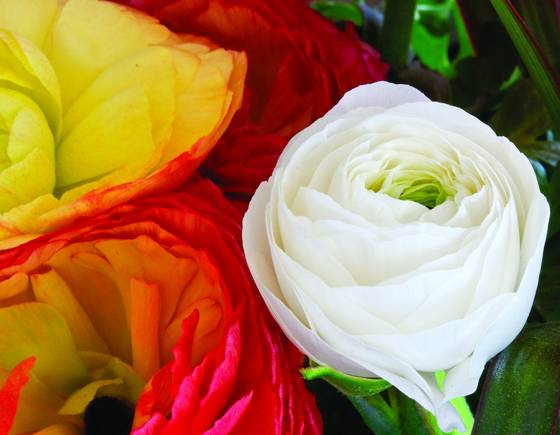 Arrangement__1