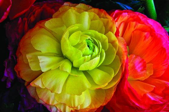 Arrangement__2