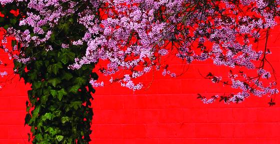Cherry_blossom