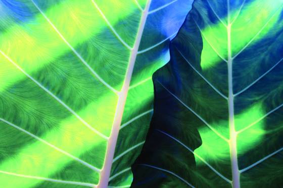 Leaves_overlap