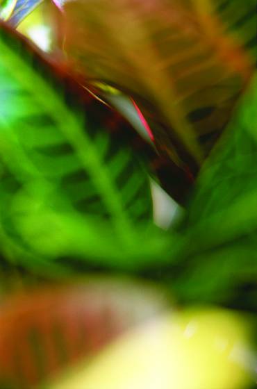 Garden_form_i