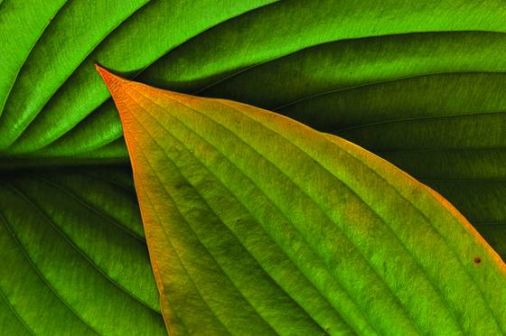 Autum_hasta_leaves__2