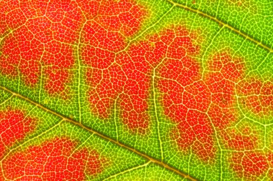 Autum_leaf__2