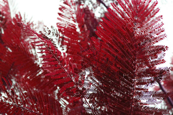 Leaves_that_may