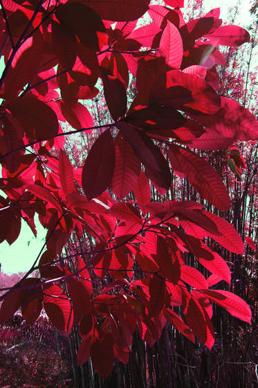 Trees_that_may