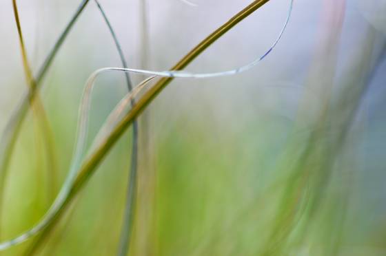 Lexicon_of_a_grass_8